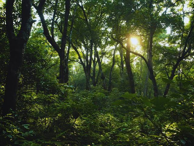 Ancient Forest