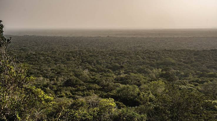 Arabukosokoke Forest