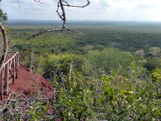 Arabukosokoke Forest