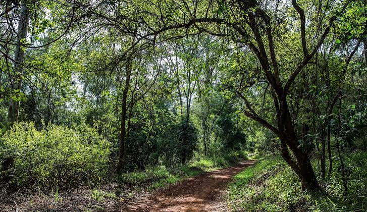 Arabukosokoke Forest