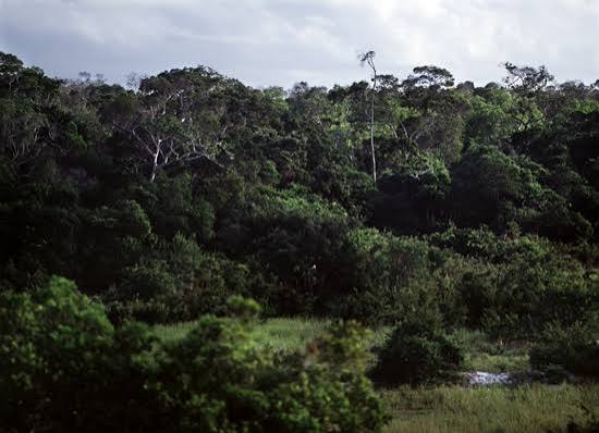 Arabukosokoke Forest