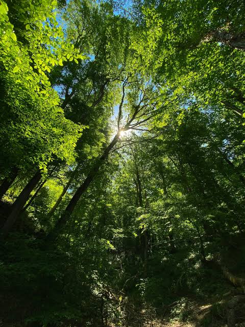 Beautiful forest in Kenya
