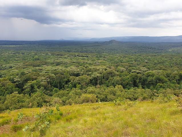 Kakamega Forest