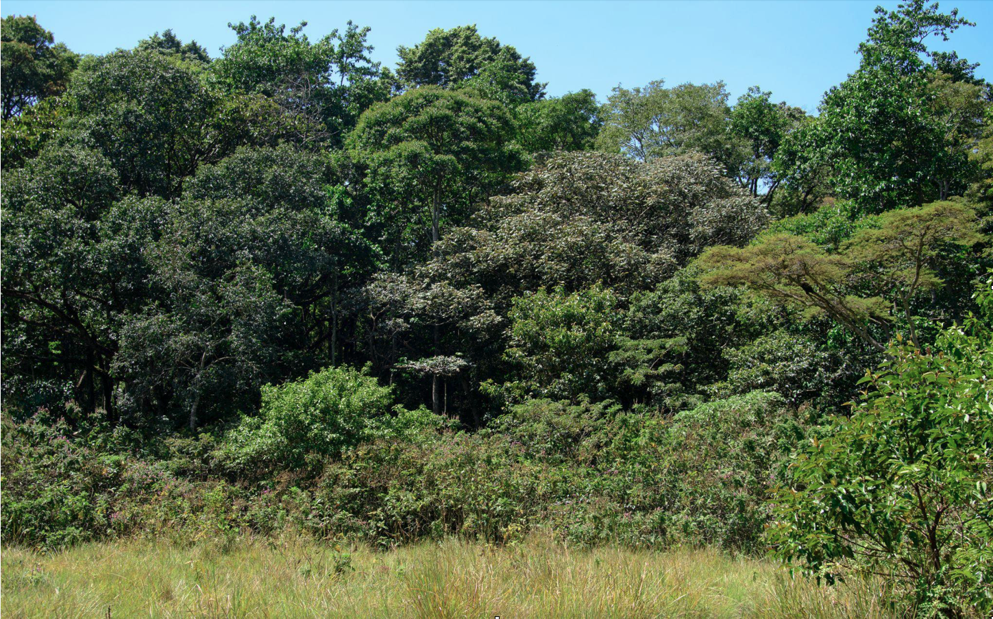 Kakamega Forest