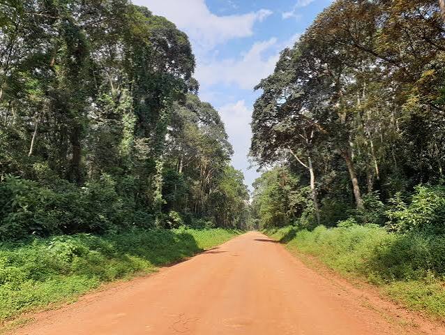 Kakamega Forest