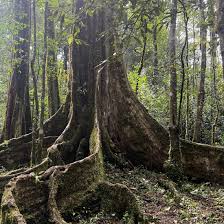 Kakamega Forest