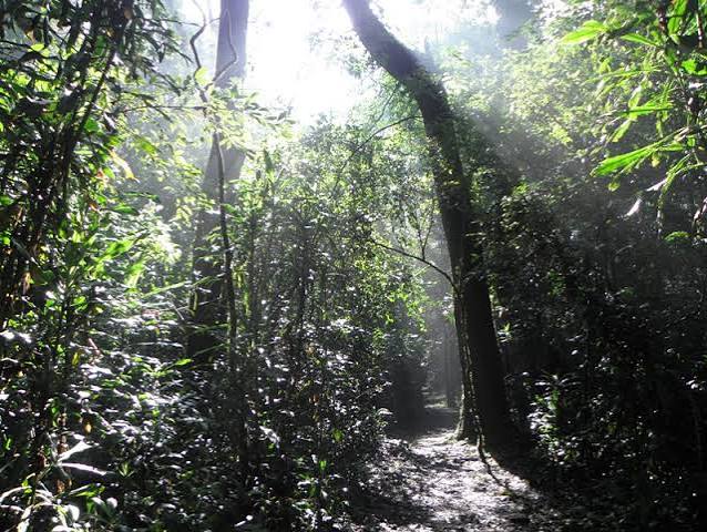 Kakamega Forest