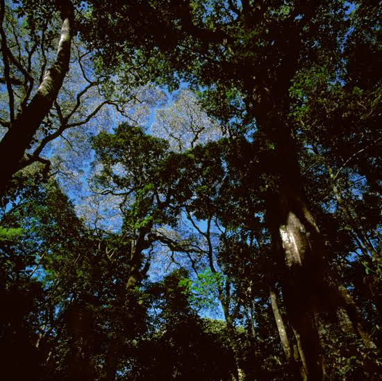 Kakamega Forest