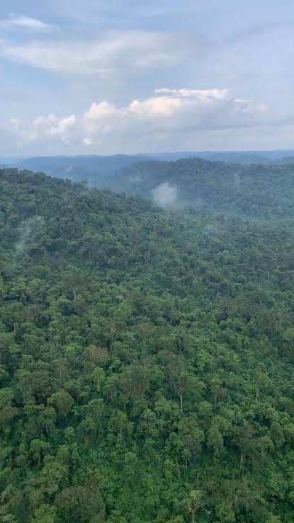Mau Forest