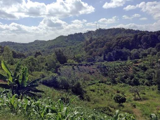 Mau Forest