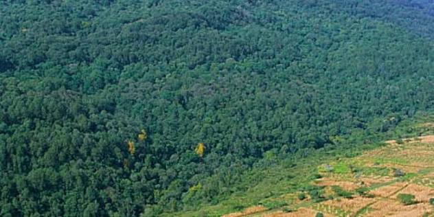 Mau Forest