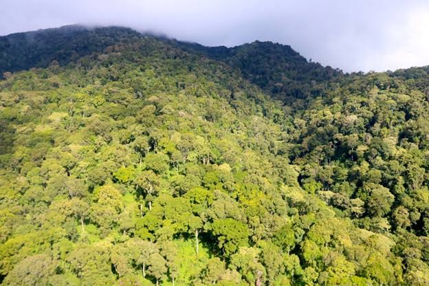 Mau Forest
