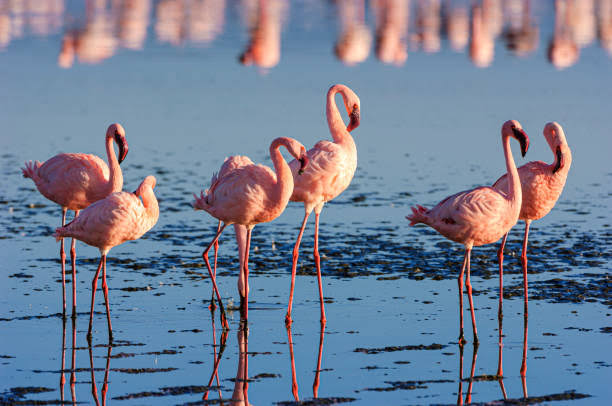Lake Nakuru