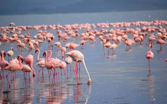 Lake Nakuru
