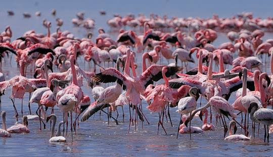 Lake Nakuru