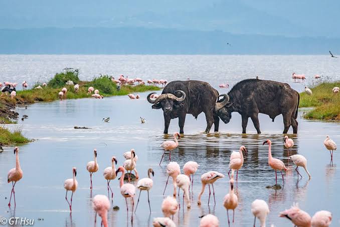 Lake Naivasha