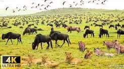 Wildlife