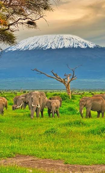 Amboseli National Park