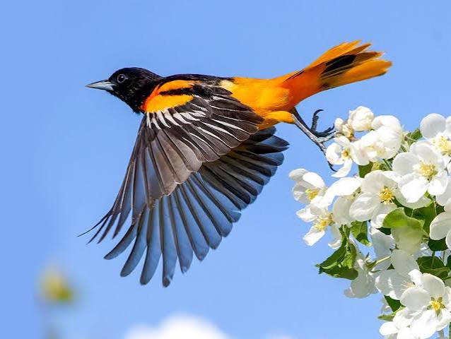 Birds of Kenya