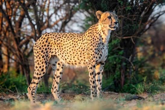 Cheetah in Kenya