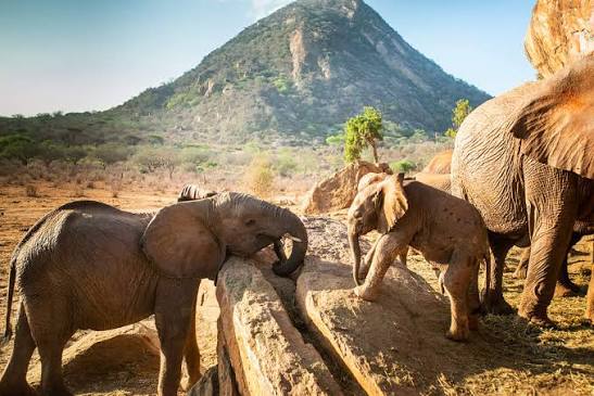 Elephants in Kenya