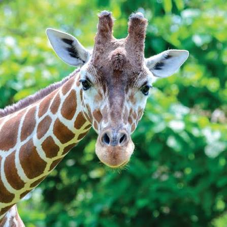 Giraffes in Kenya