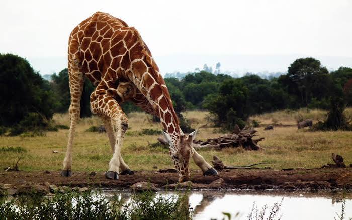 Giraffes in Kenya