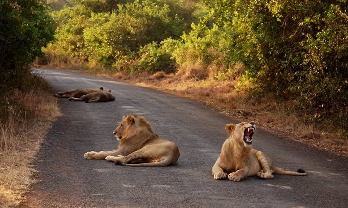 Lion in Kenya