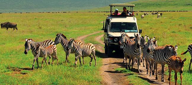 Wildlife safari
