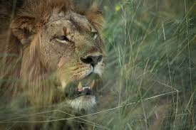 Lions in Kenya