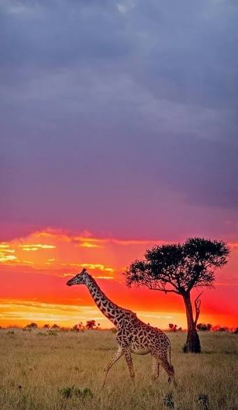 Maasai Mara