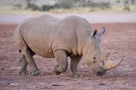 Rhino in Kenya