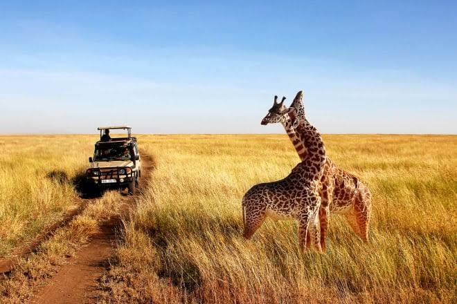 Safari experience in Kenya