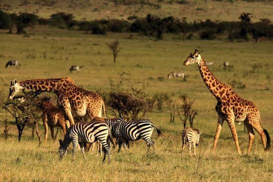 Wildlife in Kenya
